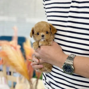 Maltipoo - Wins (Male) 10  Weeks Old
