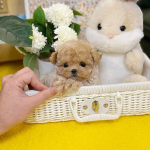 Maltipoo - Copper (Male) 10 Weeks old