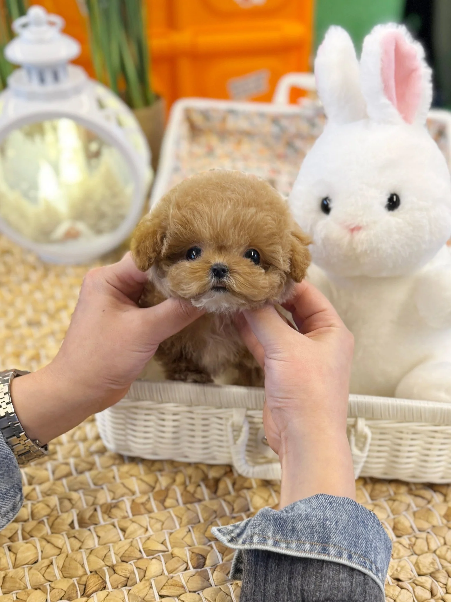 Maltipoo - Alexia (Female) 10 Weeks Old