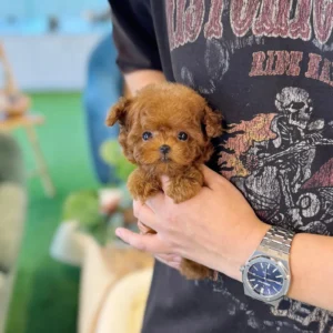 Poodle - Leo(Male) 10 Weeks Old