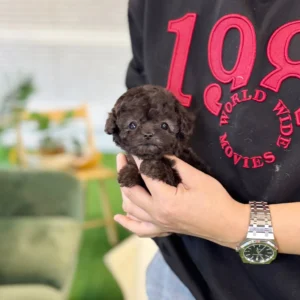 Poodle - Maxi (Male) 10 Weeks Old