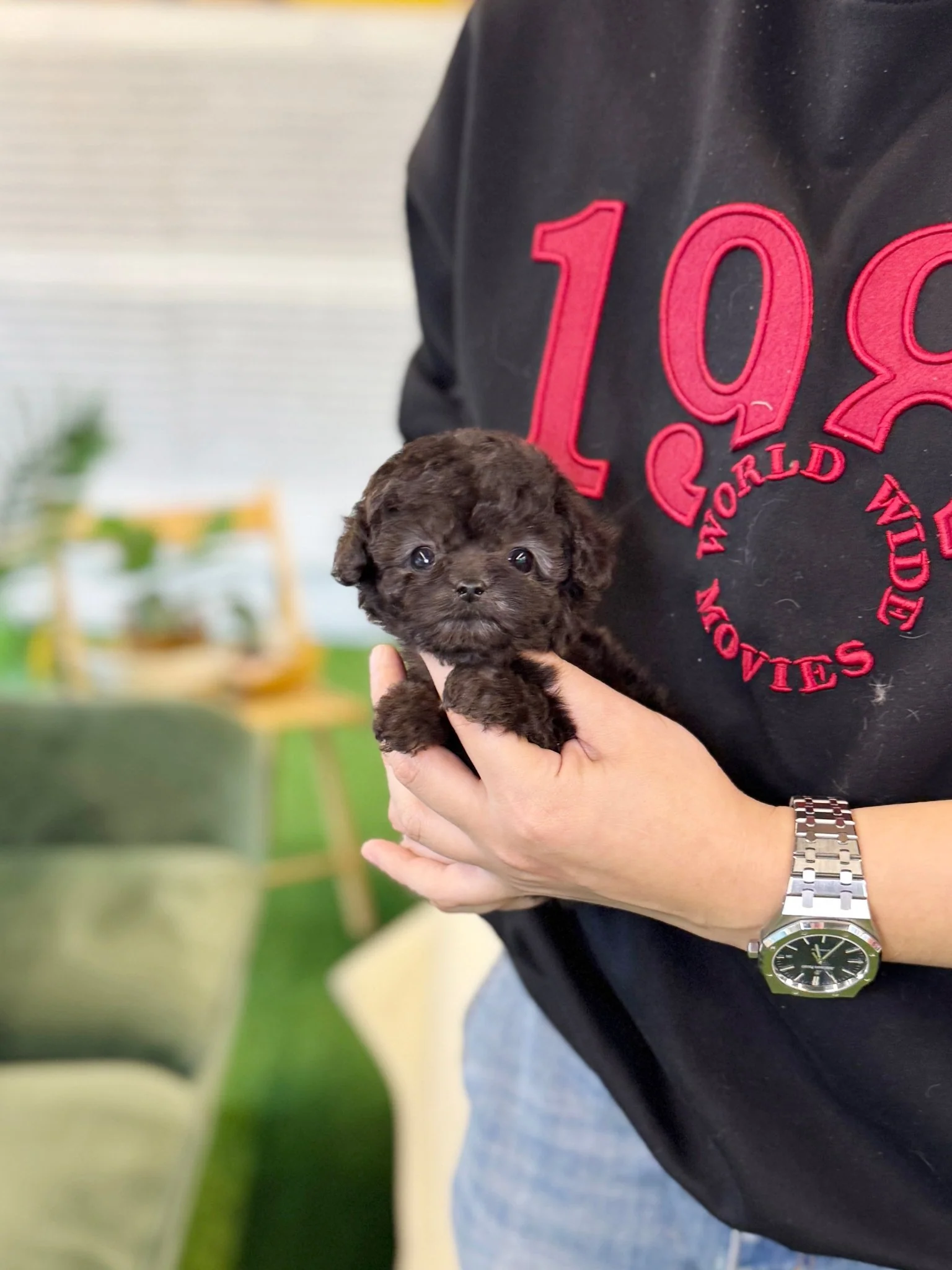 Poodle - Maxi (Male) 10 Weeks Old