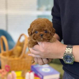 Poodle - Jenny(Female) 10 Weeks Old