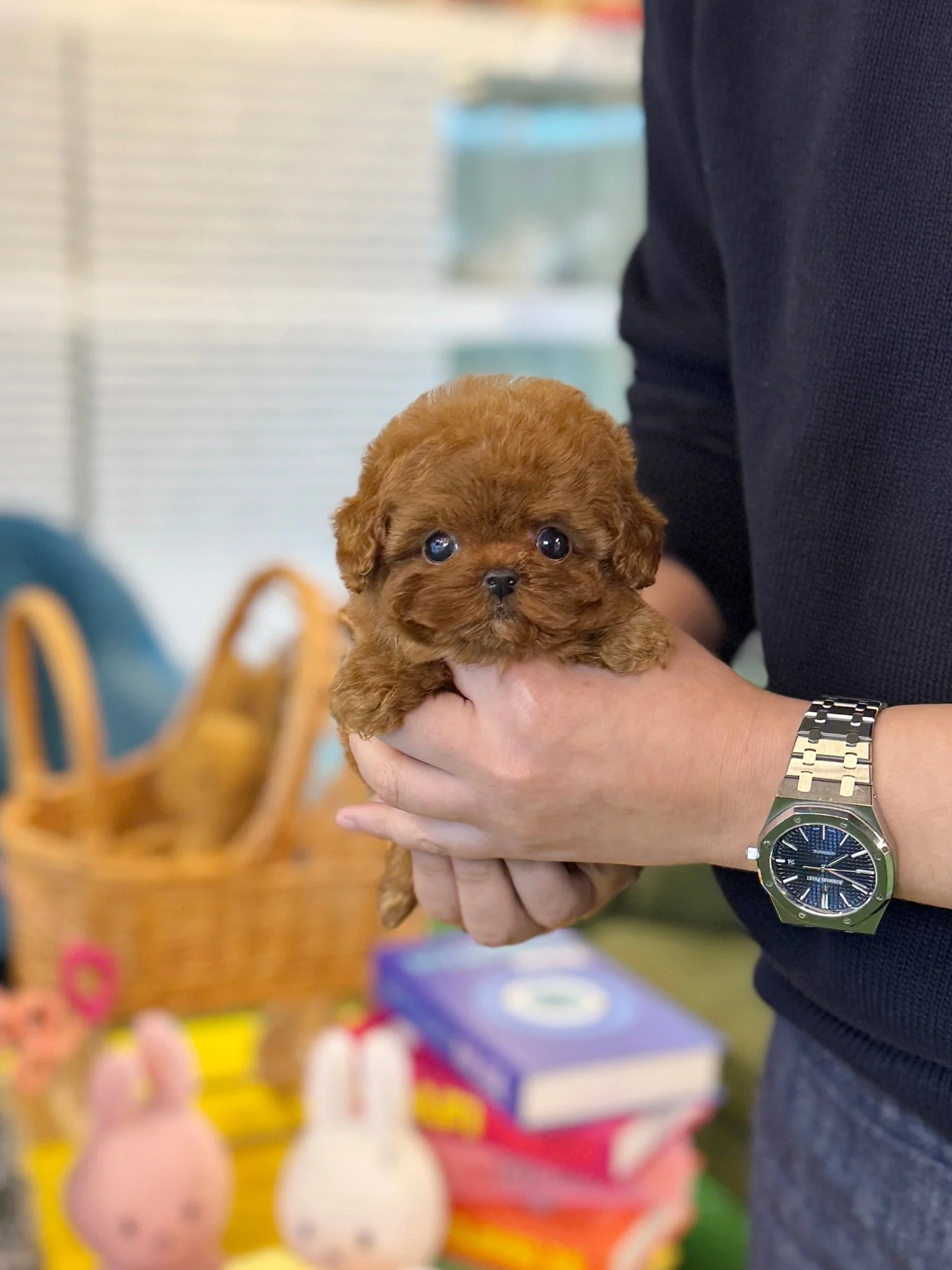 Poodle - Jenny(Female) 10 Weeks Old