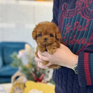 Poodle - Lucy (Female) 10 Weeks Old