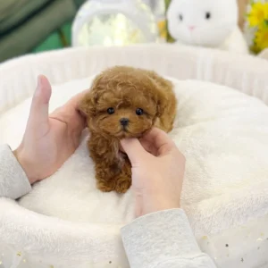 Poodle - Vela(Female) 10 Weeks Old