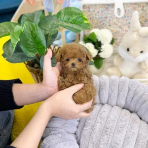 Poodle - Lulu(Female)