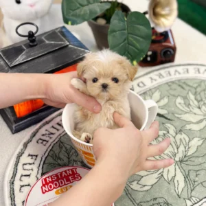 Maltipoo - April(Female) 10 weeks Old