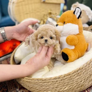 Maltipoo - Cuba(Male) 10 Weeks Old