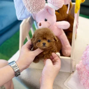 Maltipoo - Maxi(Male) 10 weeks old