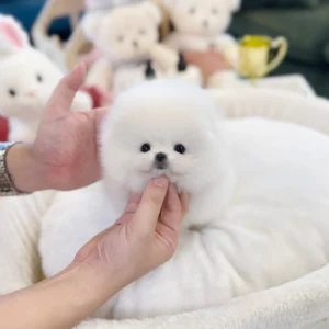 Pomeranian - Luma(Female) - 9 weeks old