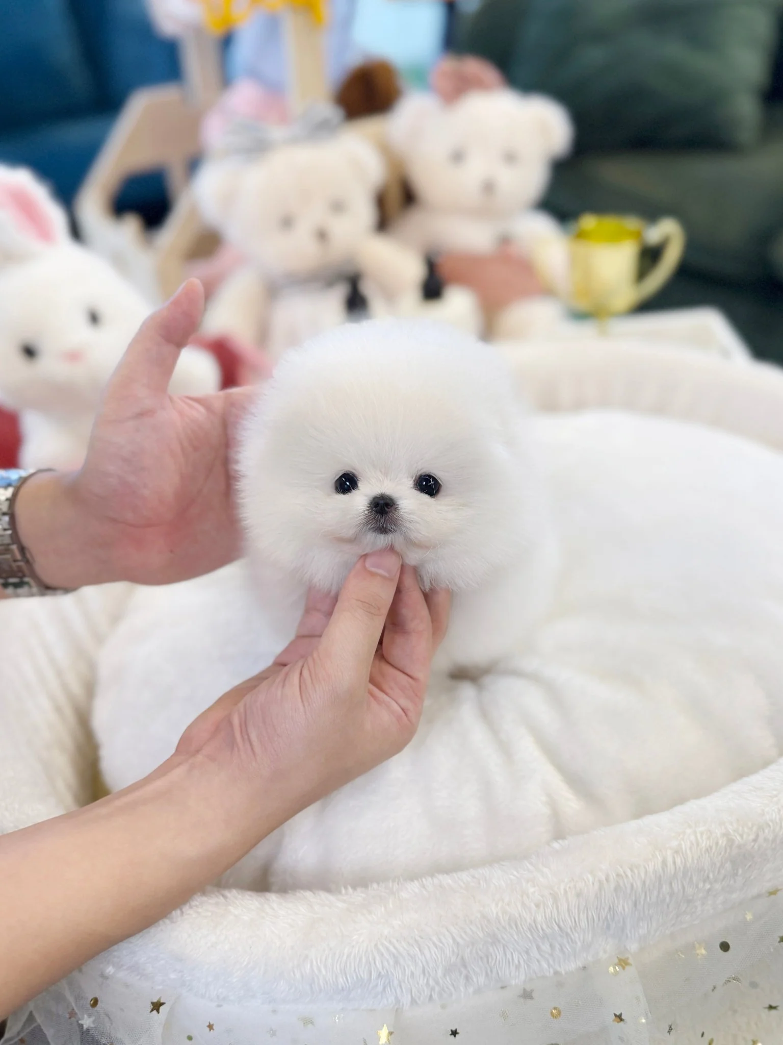 Pomeranian - Luma(Female) - 9 weeks old