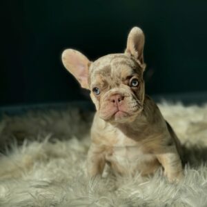 A cute French Bulldog puppy with expressive eyes, bat ears, and a soft, fluffy coat, sitting and looking charmingly at the camera.