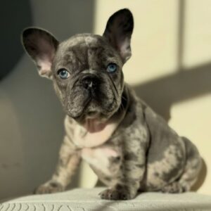French Bulldog - Cuba (Male) - 11 weeks old