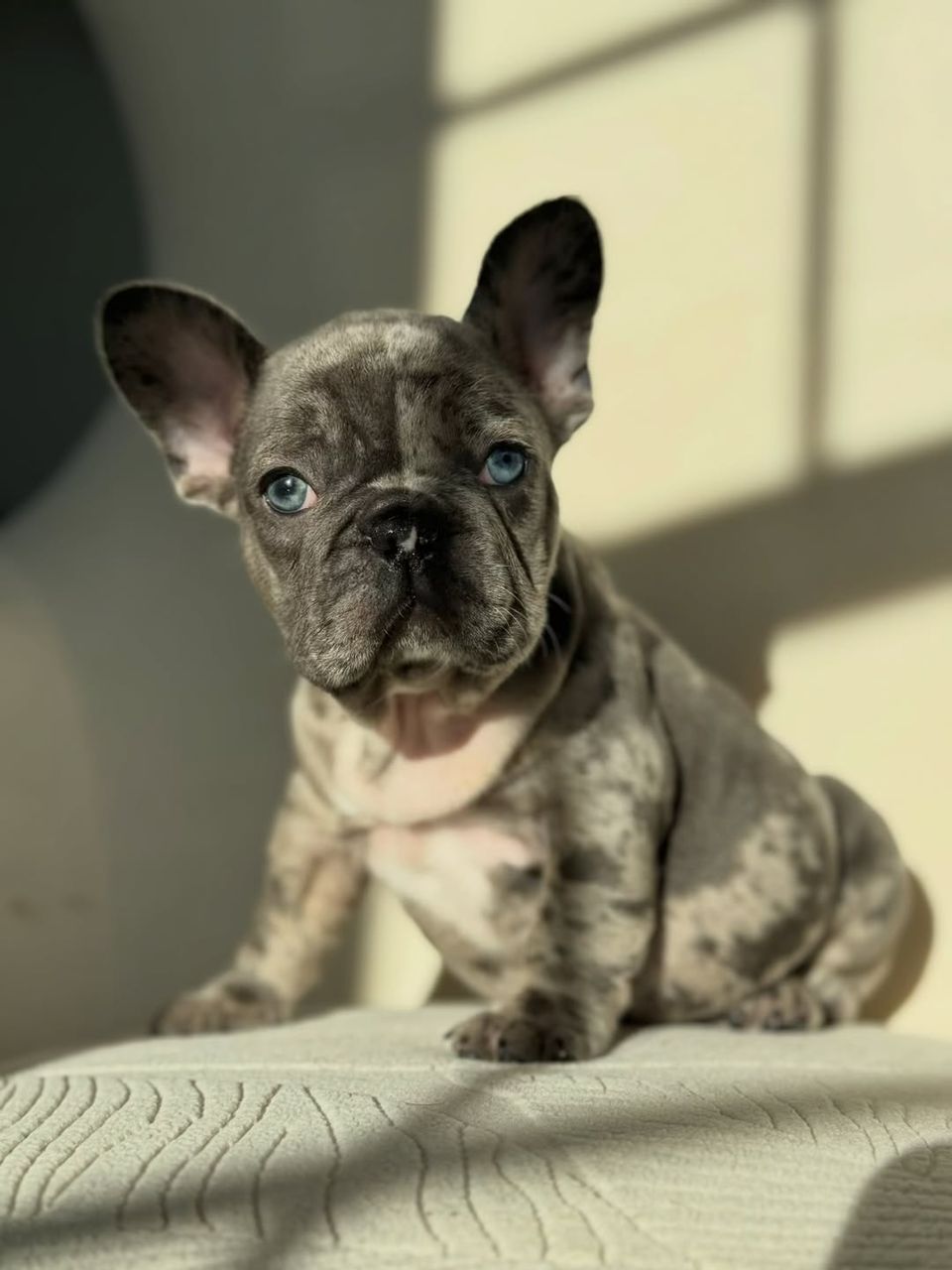 French Bulldog - Cuba (Male) - 11 weeks old