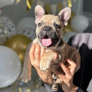 A cute French Bulldog puppy with expressive eyes, bat ears, and a soft, fluffy coat, sitting and looking charmingly at the camera.