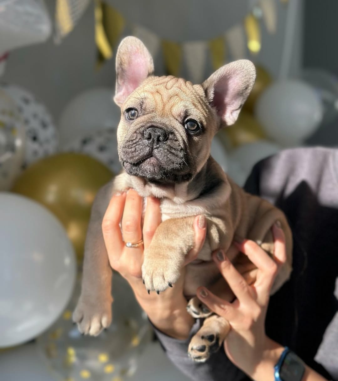French Bulldog - Danny (Male) - 10 weeks old - Image 3