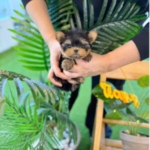 Cute Yorkshire Terrier (Yorkie) with silky fur, small size, and expressive eyes, sitting on a soft blanket.