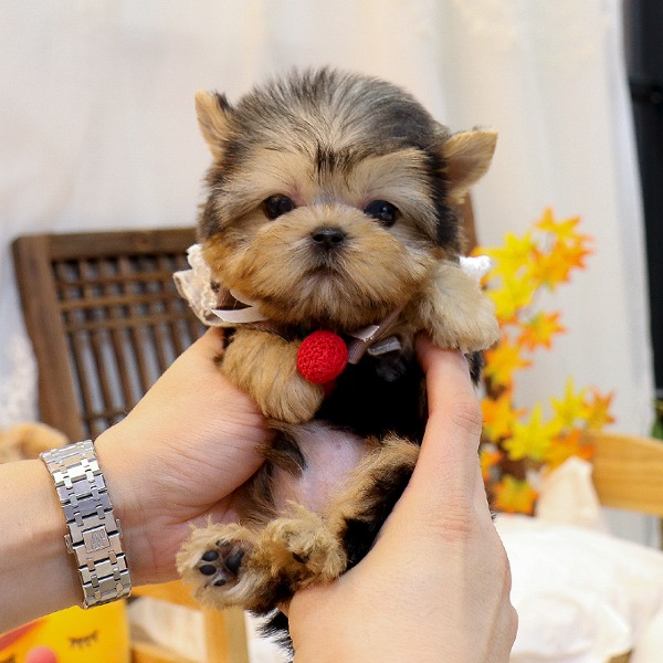 Yorkee - Gabong (Male) - 10 weeks old
