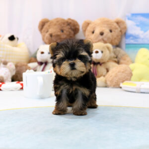 Yorkie - Geobuki (Male) - 10 weeks old