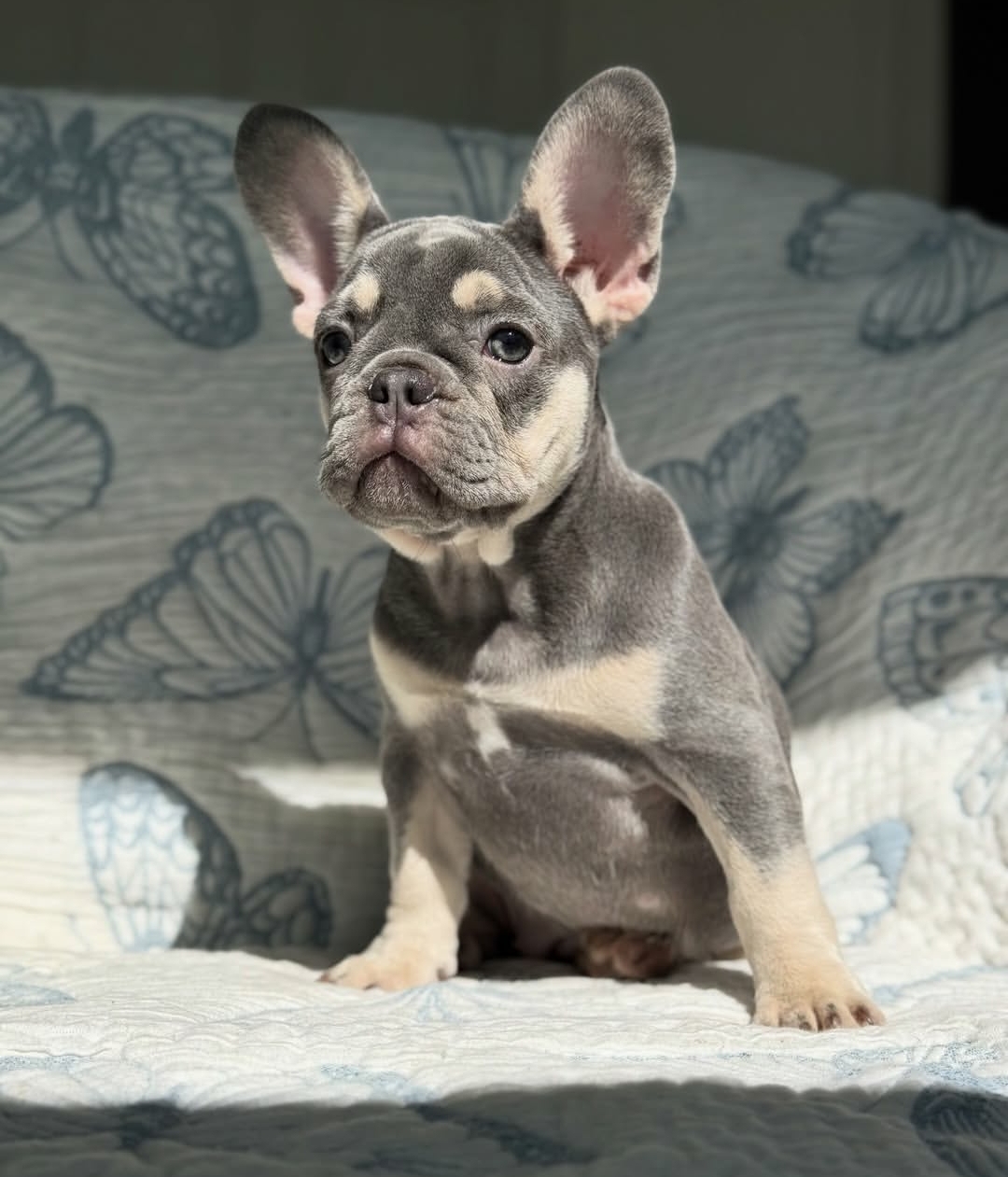 French Bulldog - Lola (Female) - 11 weeks old - Image 4