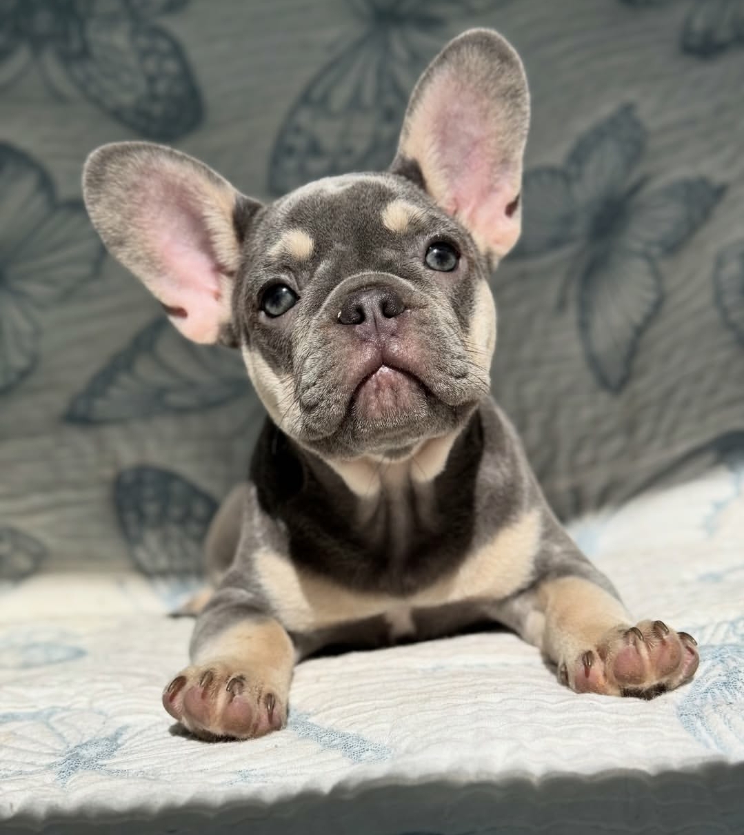 French Bulldog - Lola (Female) - 11 weeks old - Image 3
