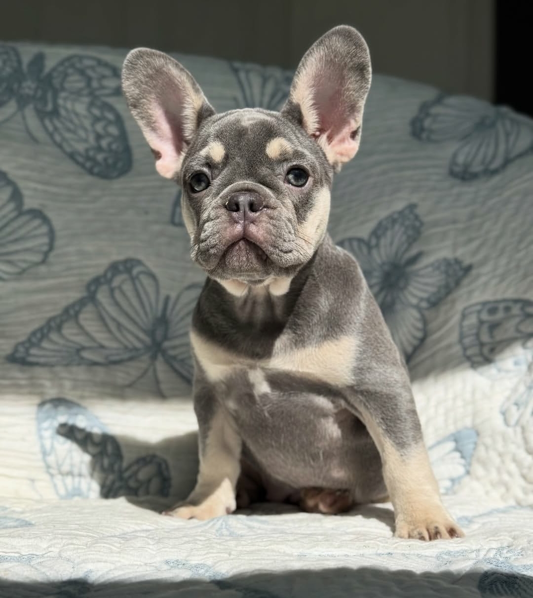 French Bulldog - Lola (Female) - 11 weeks old - Image 2