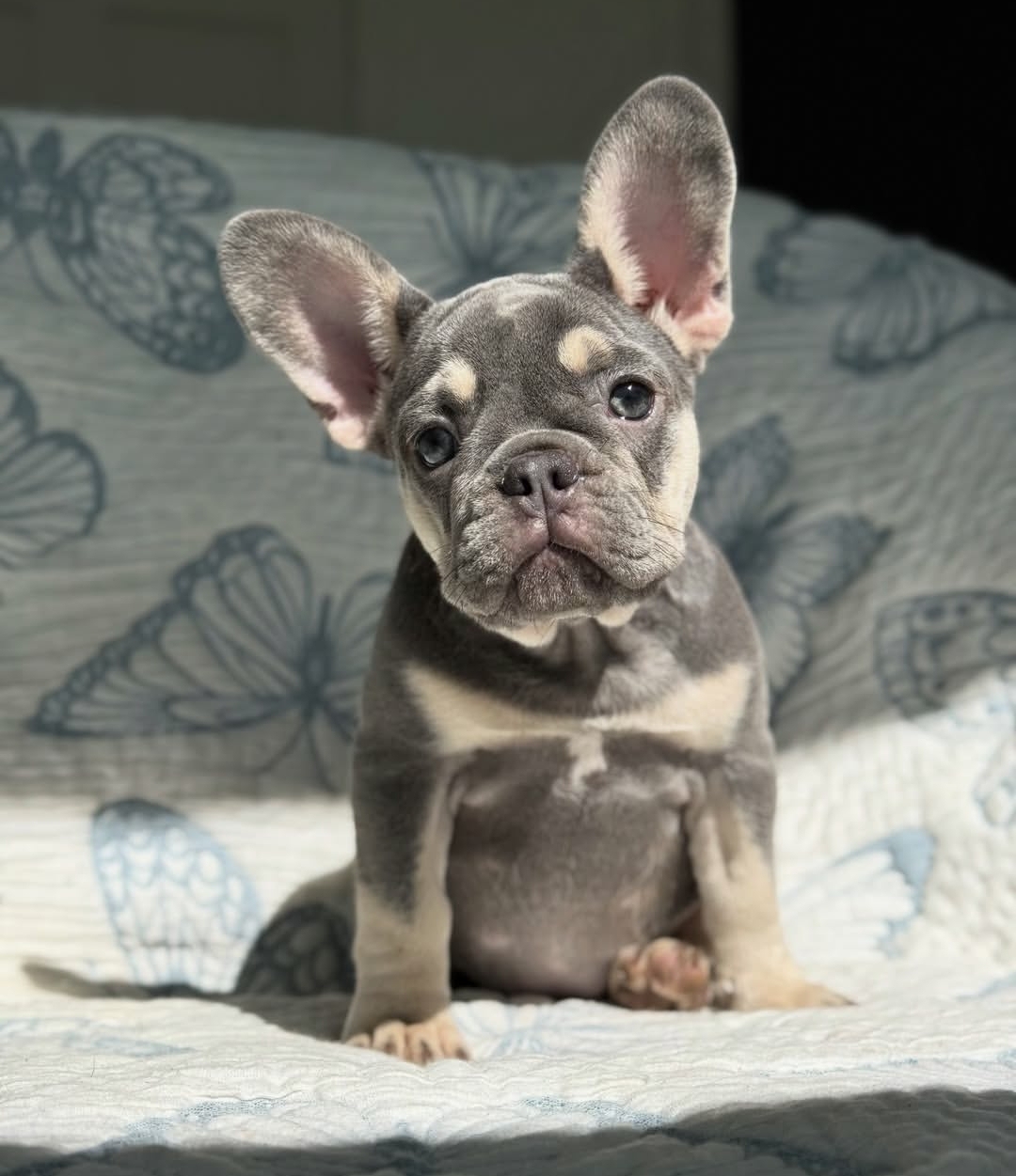French Bulldog - Lola (Female) - 11 weeks old
