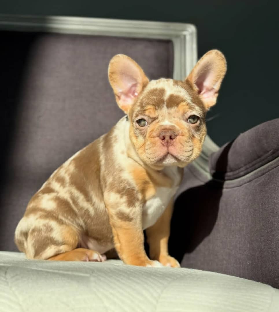 French Bulldog - Lulu (Female) - 10 weeks old - Image 4