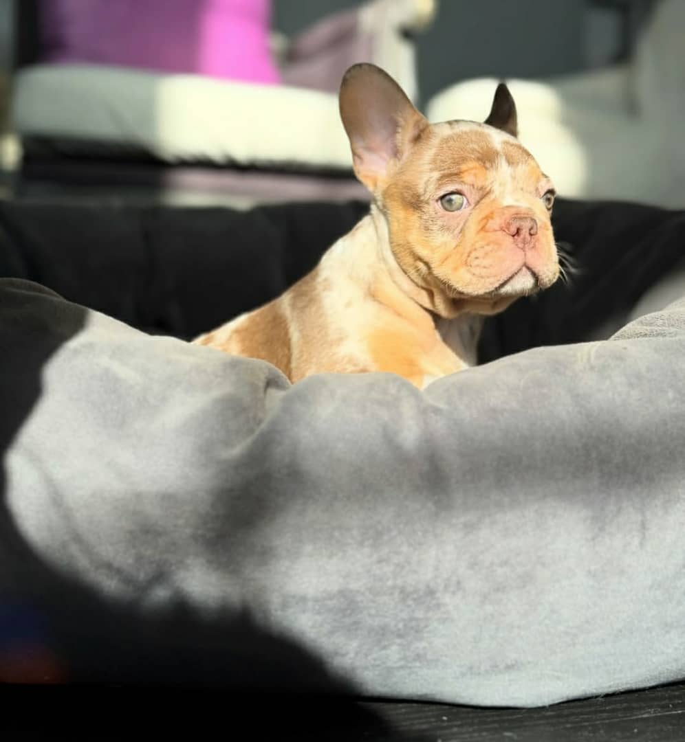 French Bulldog - Lulu (Female) - 10 weeks old - Image 3