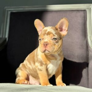 A cute French Bulldog puppy with expressive eyes, bat ears, and a soft, fluffy coat, sitting and looking charmingly at the camera.