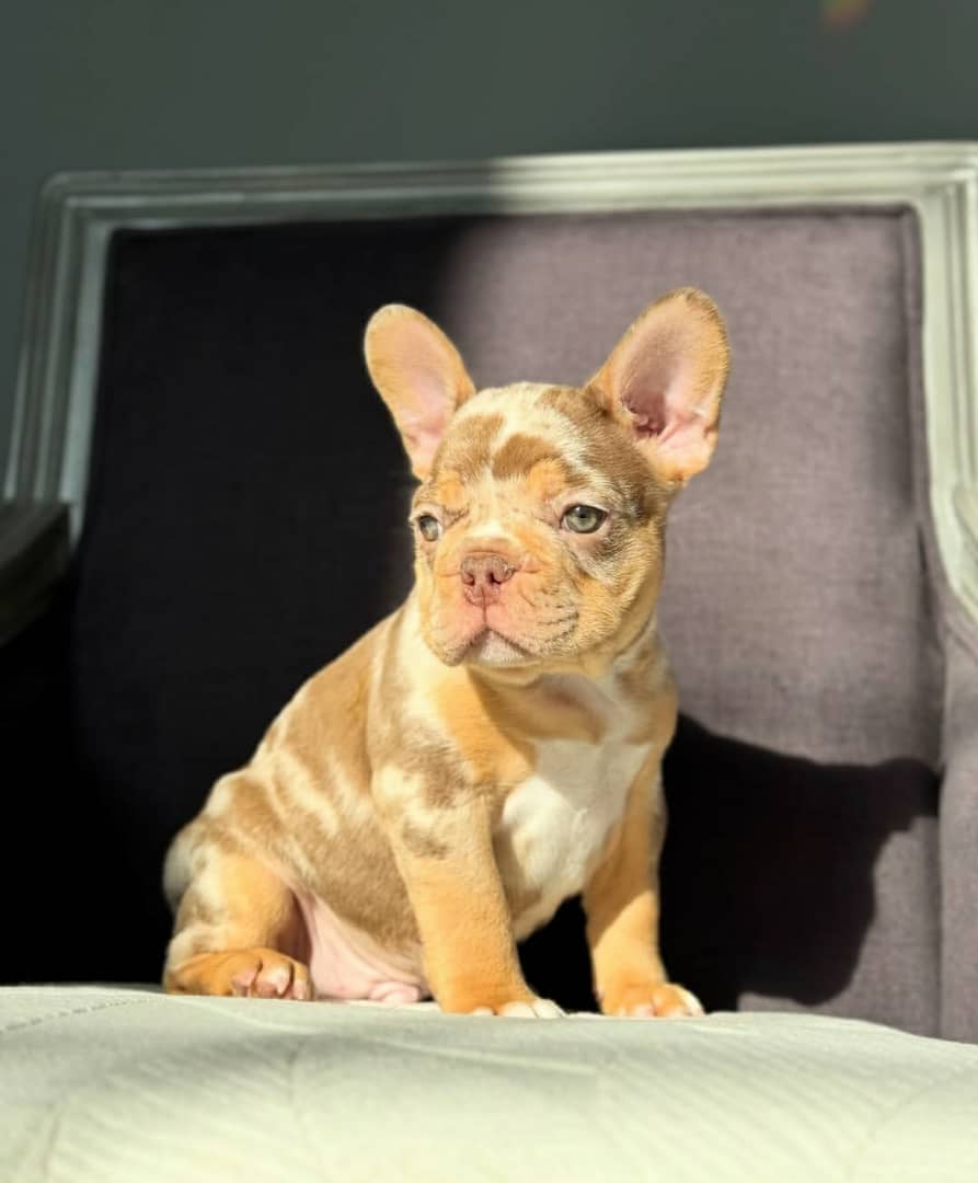 A cute French Bulldog puppy with expressive eyes, bat ears, and a soft, fluffy coat, sitting and looking charmingly at the camera.