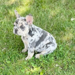 French Bulldog - Mark (Male) - 11 weeks old