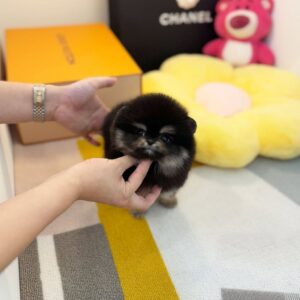 Pomeranian - Oliver (Male) - 9 weeks old