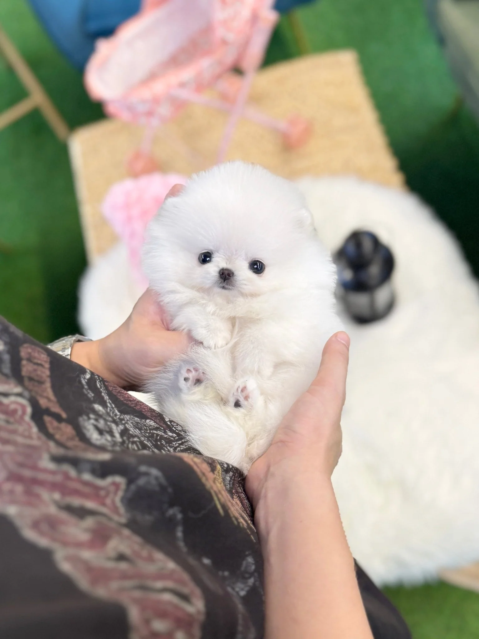 Pomeranian - Cheke(Male) - 9 weeks old