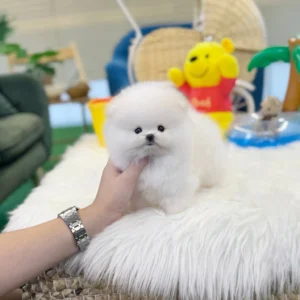 Pomeranian - Keila(Male) - 9 weeks old