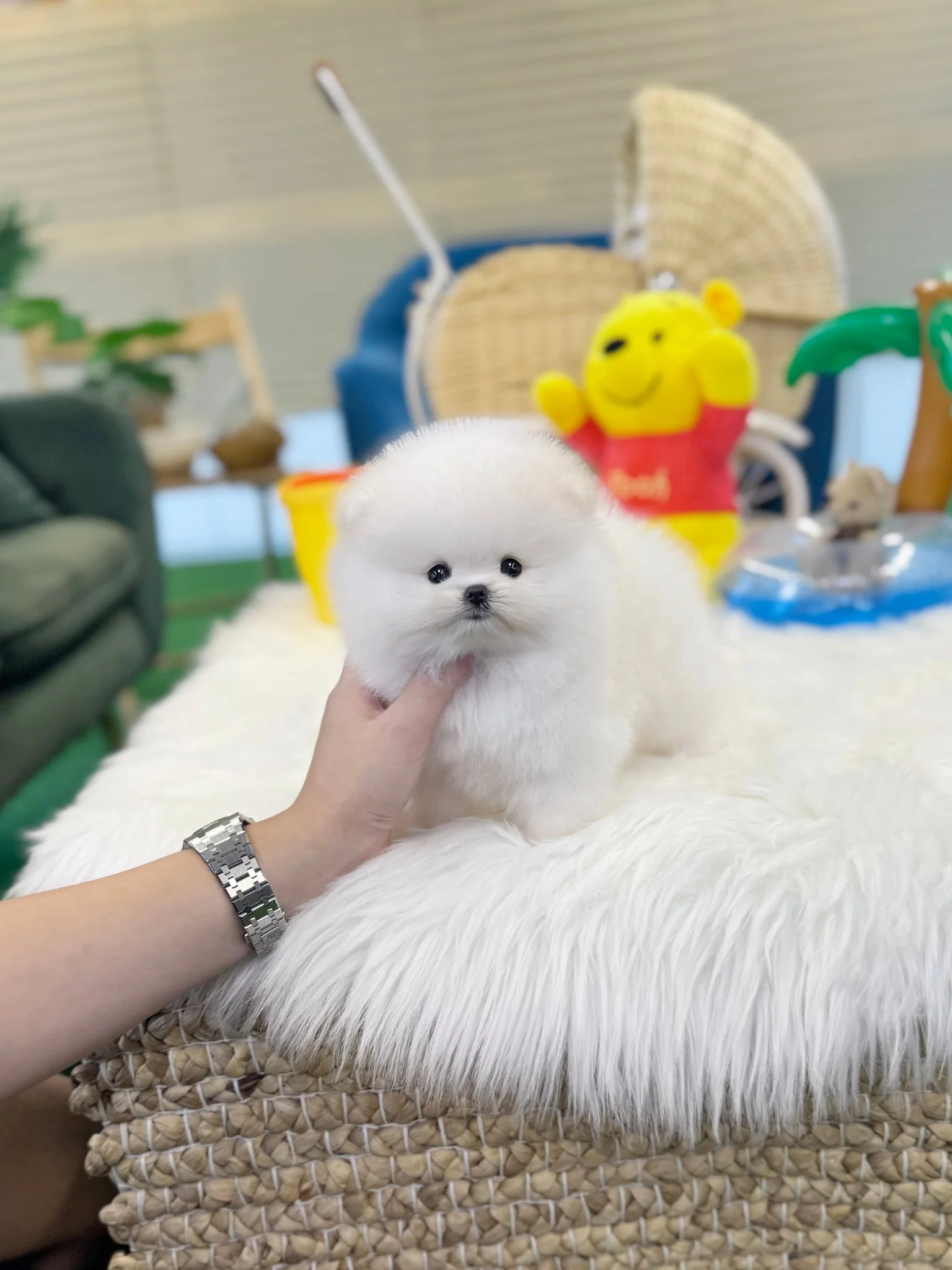 Pomeranian - Keila(Male) - 9 weeks old