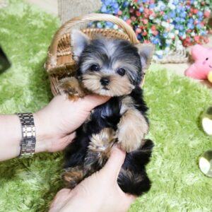 Yorkee - Roja (Female) - 10 weeks old