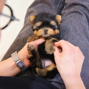 Yorkee - Toto (Male) - 10 weeks old