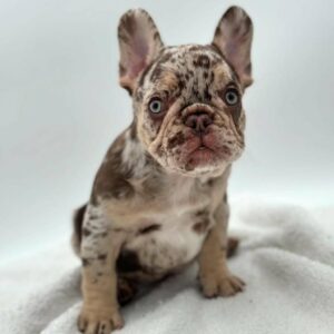 French Bulldog - Tuna (Male) - 11 weeks old