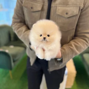 Pomeranian - Milo(Female) - 9 weeks old