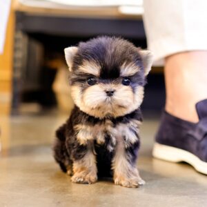 Yorkee - Jeny (Female) - 10 weeks old