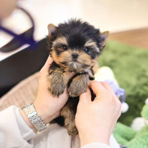 Yorkee - Lola (Female) - 10 weeks old