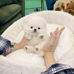Pomeranian - Pinky(Female) - 9 weeks old