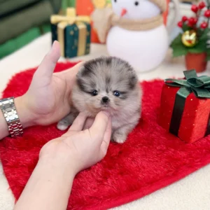 Pomeranian – Tercy(Female) - 9 weeks old