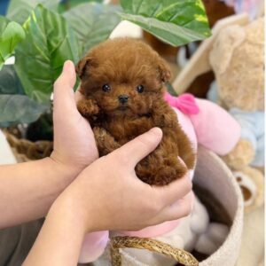 A adorable poodle puppy with curly fur, bright eyes, and a playful expression sitting on a soft surface.