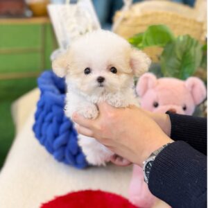 Maltipoo – Sophia (Female) 10 weeks Old