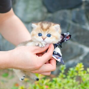 British Shorthair - Darong (Male) 2 Months old