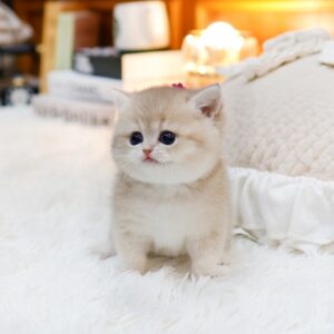 British Shorthair - Mello (Female) 2 Months old