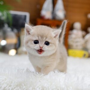 British Shorthair – Masi (Male) 2 Months old